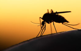 Megnehezítik életét a szúnyogok és rovarok?